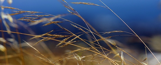 close up photo of meadow grass growing on the east field
